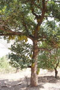 jackfruit-tree-miracle-nutritional-diversity