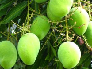 mango-nutritional-nutritionaldiversity-com