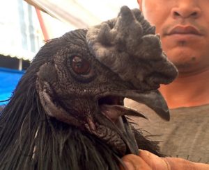 cemani-chicken-nutritional-diversity