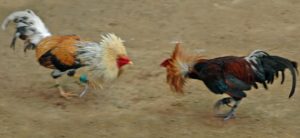 chicken-fight-nutritionaldiversity