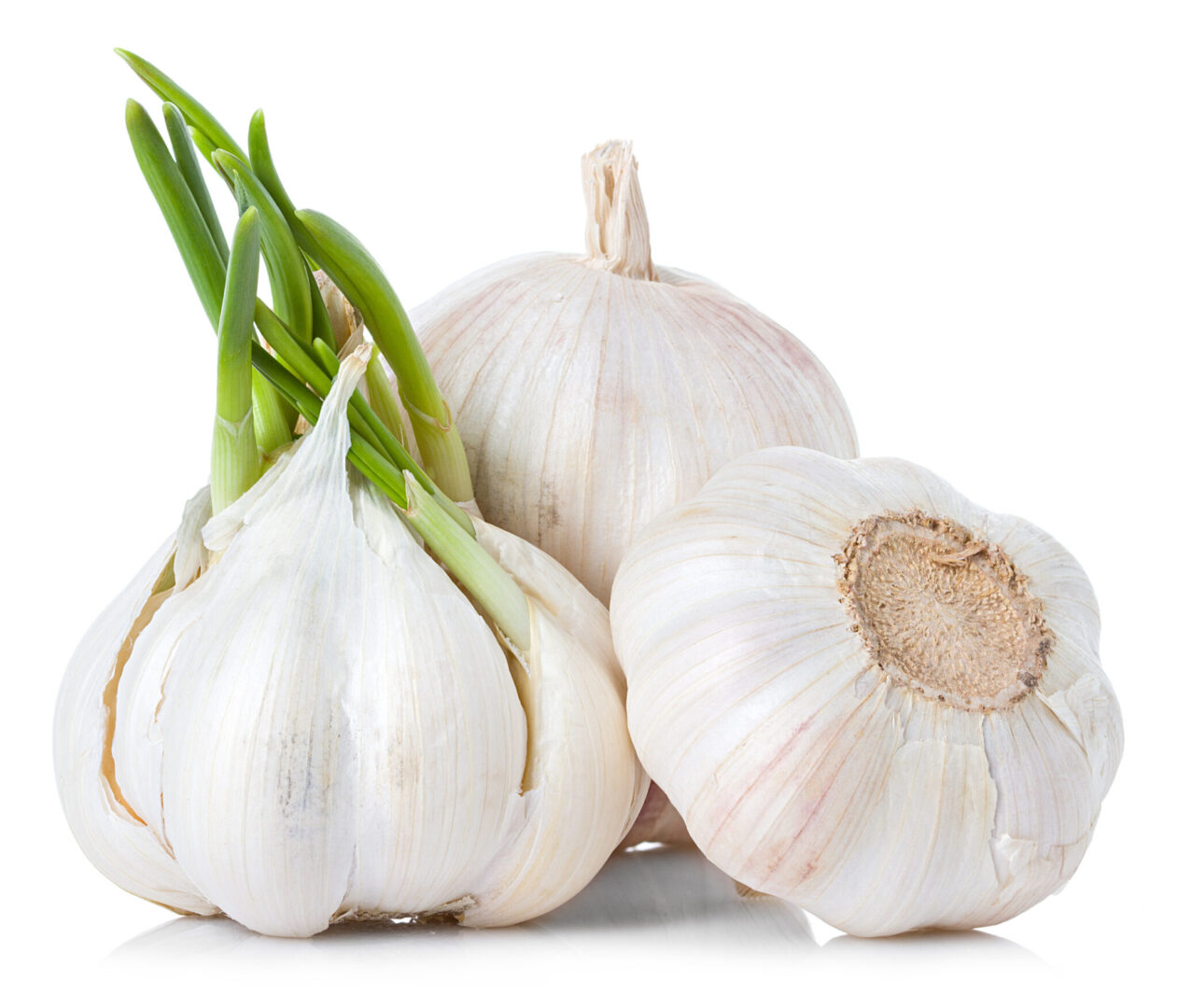 Garlic