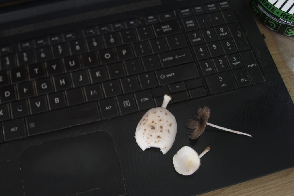 white spotted wild mushroom