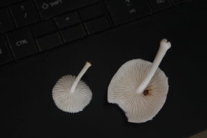 large gilled mushroom in central america