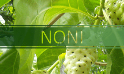 best noni fruit