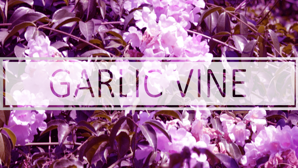 Best Garlic Vine Rankings, Benefits, Side Effects & Experience