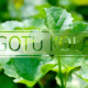 gotu kola diverse diet