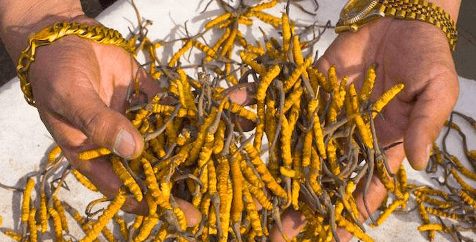 best cordyceps