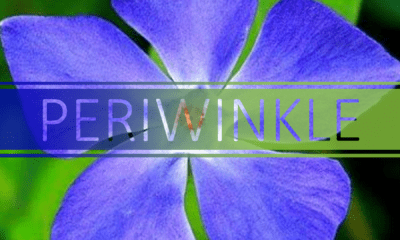 best periwinkle.vinpocetine