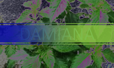 best.damiana nutritional diversity