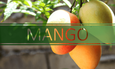 best.mango nutritional diversity