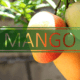 best.mango nutritional diversity