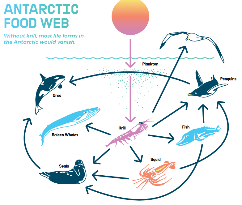 Antartic Life Cycle GP