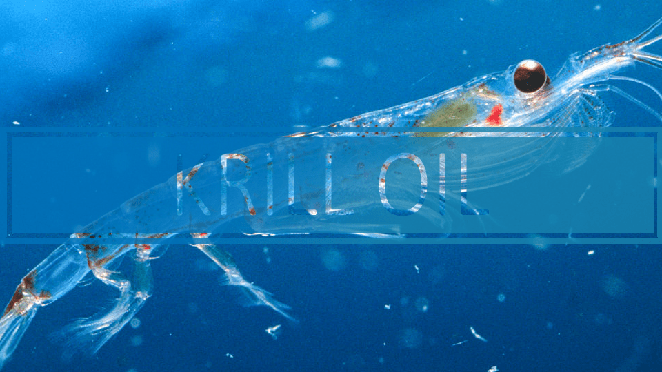 Best Krill Oil Rankings, Benefits, Side Effects & Experience