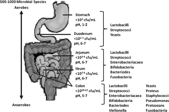 best probiotic supplements