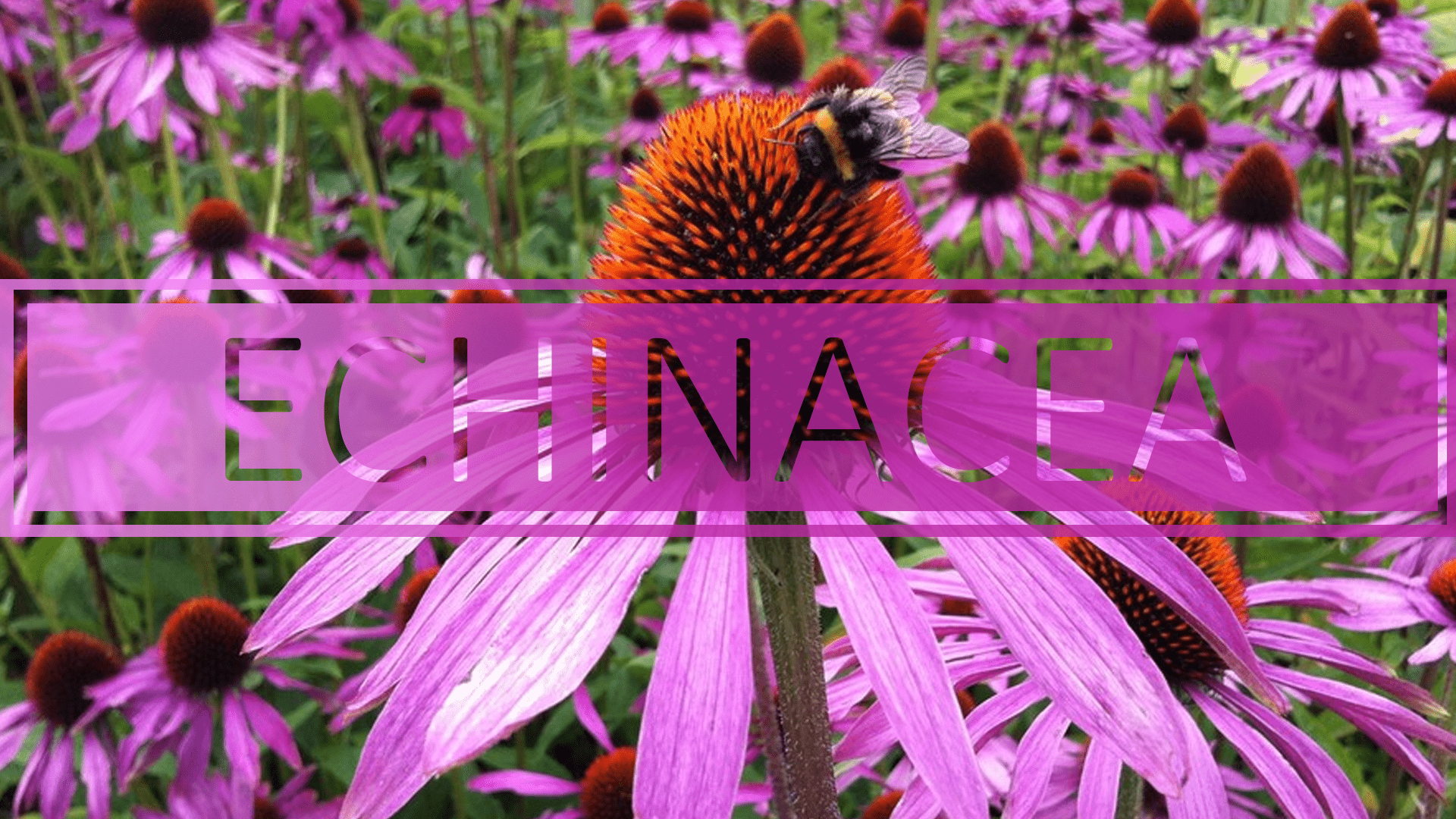 Best Echinacea Rankings, Benefits, Side Effects & Experience